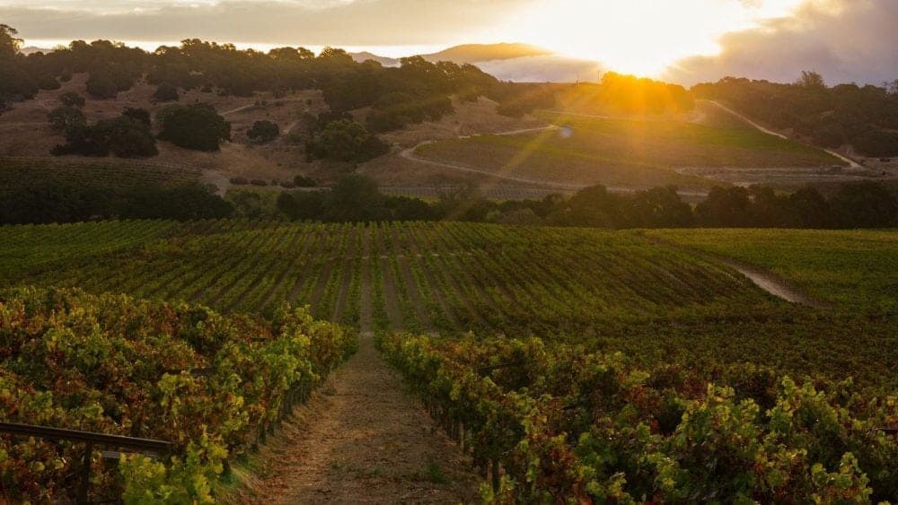 Taste the Carneros Wine Region