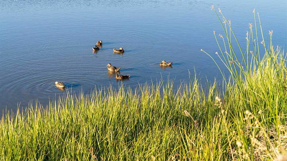 Bird Watching in American Canyon