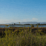 Napa River and Bay Trail wetlands