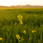 Jack and Bernice Newell Open Space Preserve American Canyon Napa Valley yellow flowers