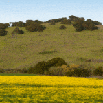 Jack and Bernice Newell Open Space Preserve American Canyon Napa Valley yellow flowers and hill