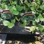 Mid City Nursery strawberry plants in American Canyon, Napa Valley