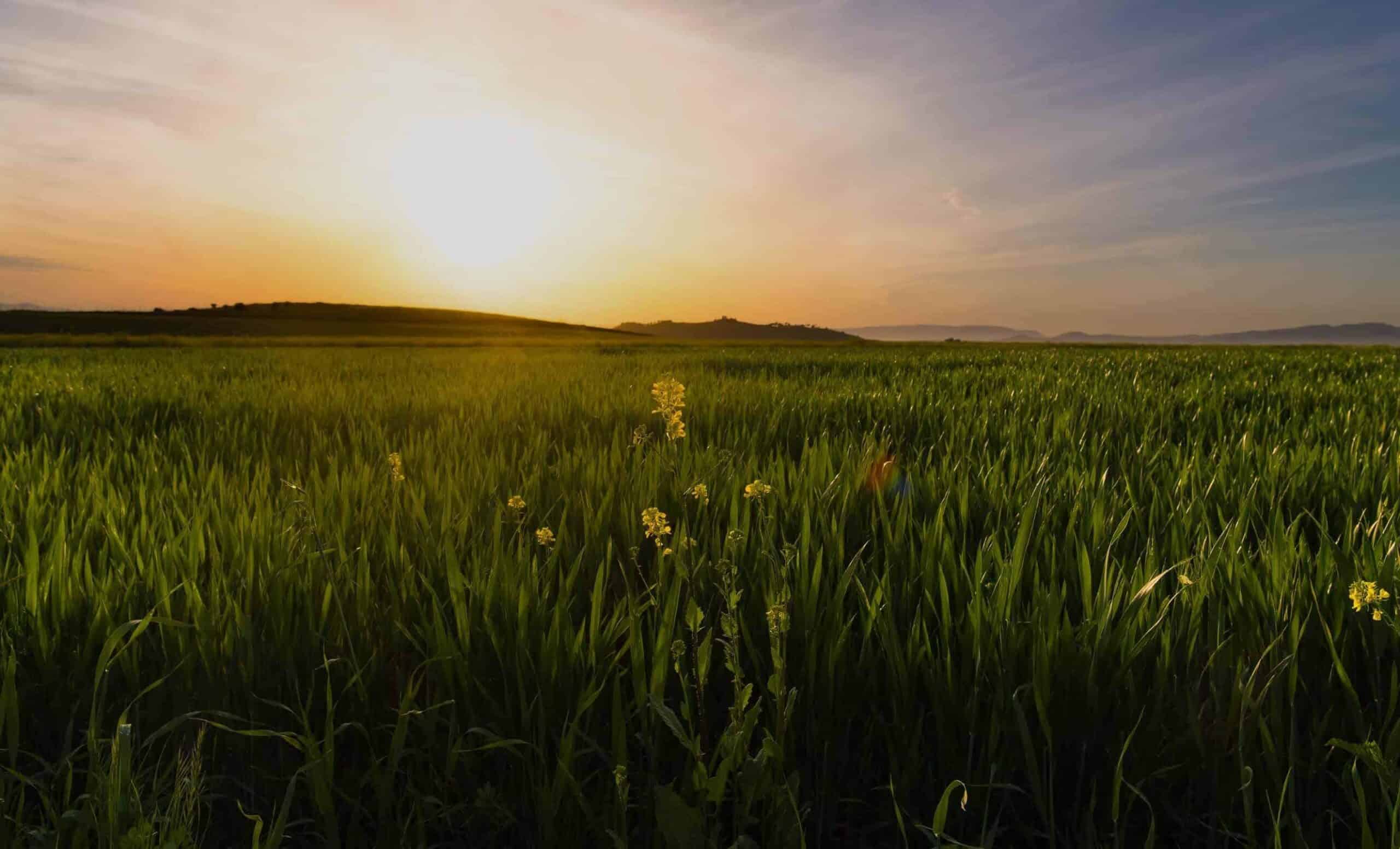 field of flowers and sun